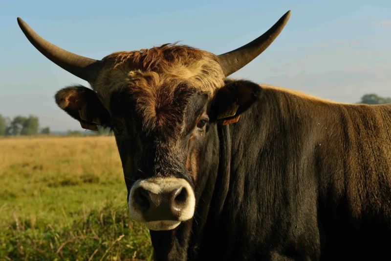 Wild Bulls Store Carbon Emissions
